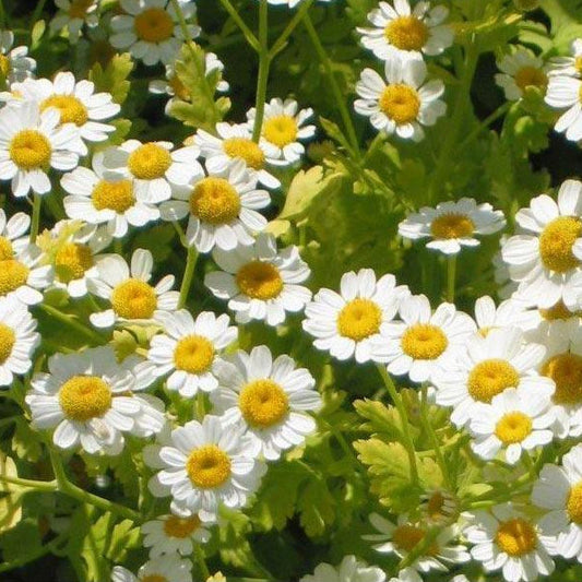 Feverfew Seeds (Organic)