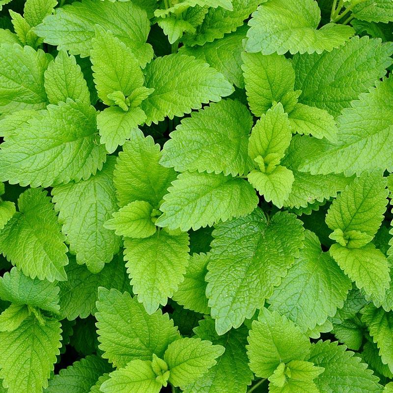 Strictly Medicinal Lemon Balm Seeds (Organic)
