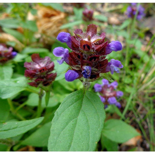 Self Heal (Prunella vulgaris) Seeds (Organic)