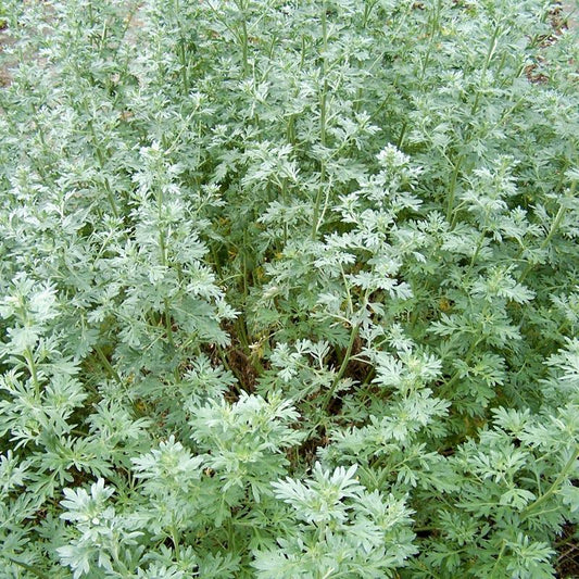 Wormwood Seeds (Organic)
