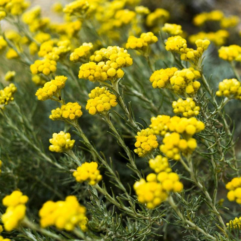 Helichrysum Seeds (Organic)