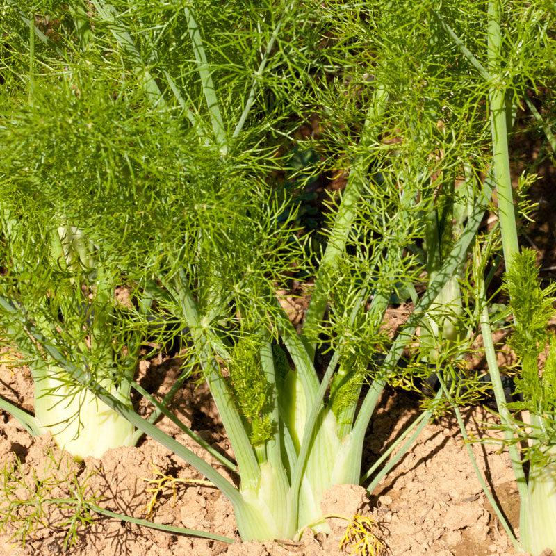 Organic Fennel, Florence (1/4 lb)