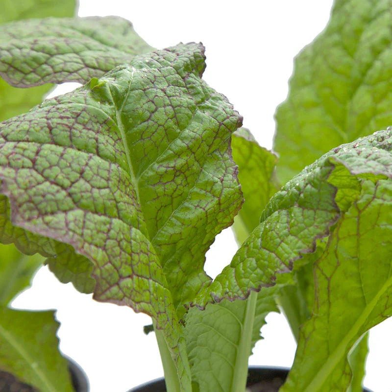 Giant Red Mustard Greens Seeds (Organic)