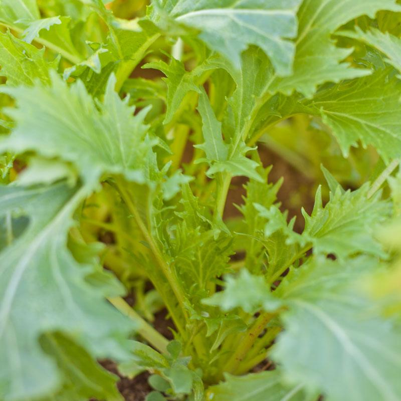 Organic Greens, Mustard Mizuna (1/4 lb)