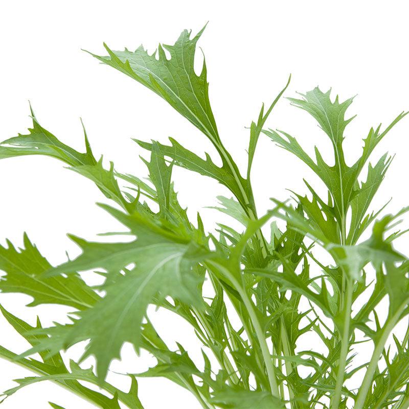 Organic Greens, Mustard Mizuna (1/4 lb)