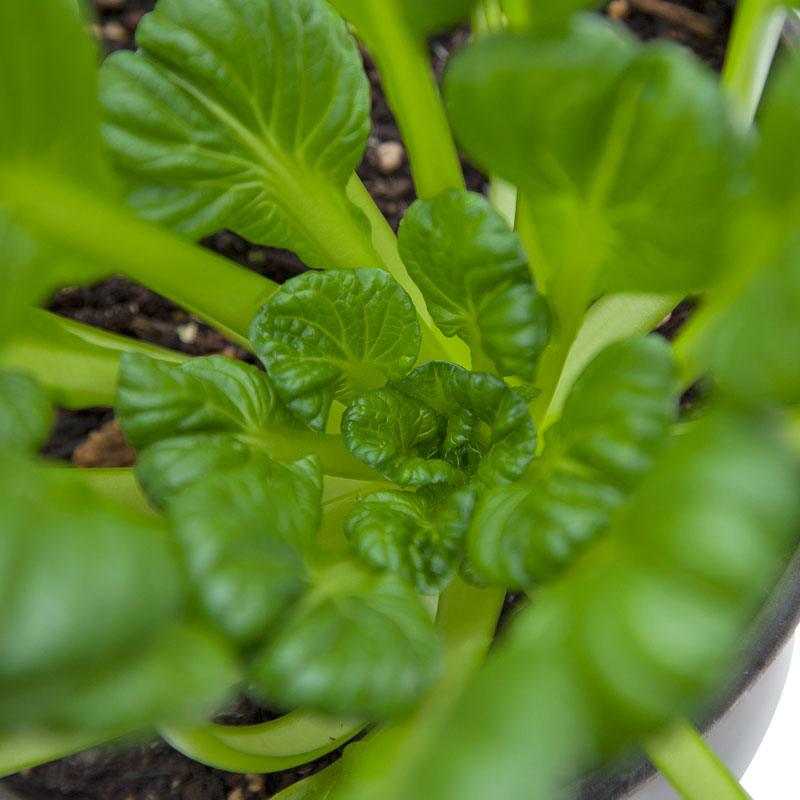 Organic Greens, Mustard Tatsoi (1/4 lb)