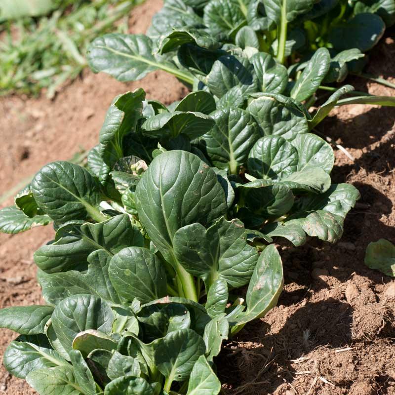 Organic Greens, Mustard Tatsoi (1/4 lb)