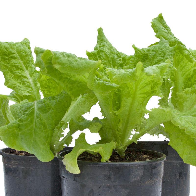 Organic Crispino Iceberg Lettuce
