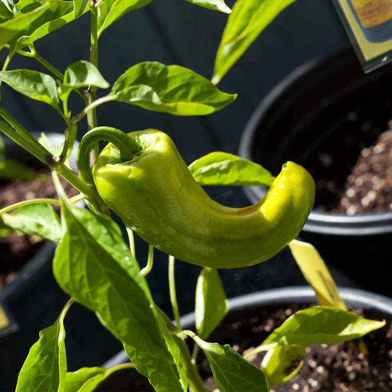 Organic Pepper, Sweet Marconi Red (1 oz)