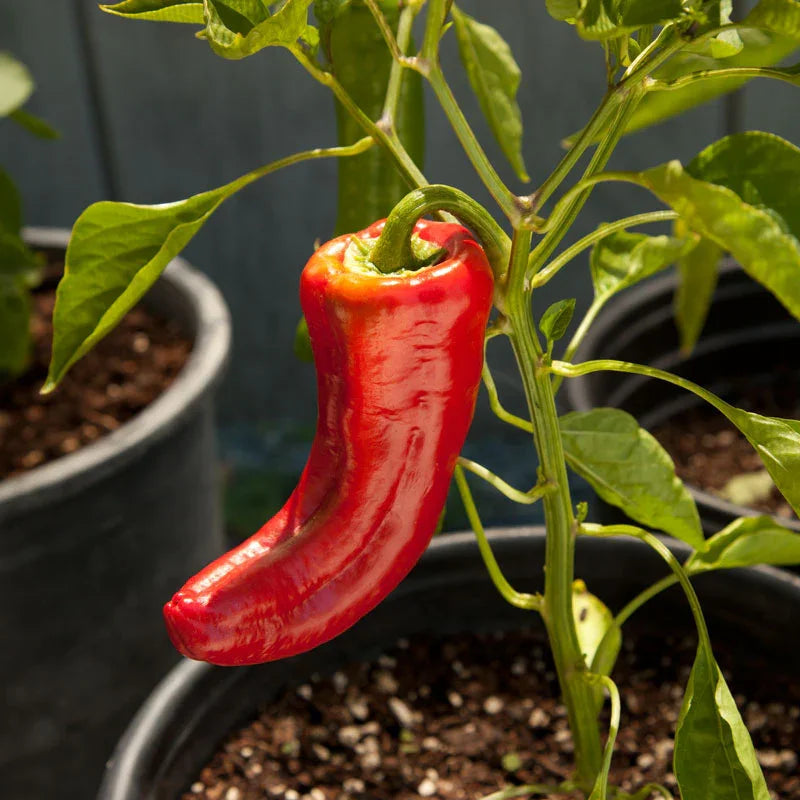 Organic Pepper, Sweet Marconi Red (1 oz)