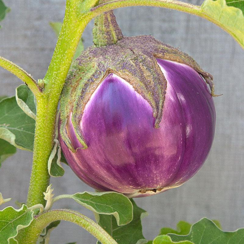 Organic Eggplant, Rosa Bianca (1 oz)