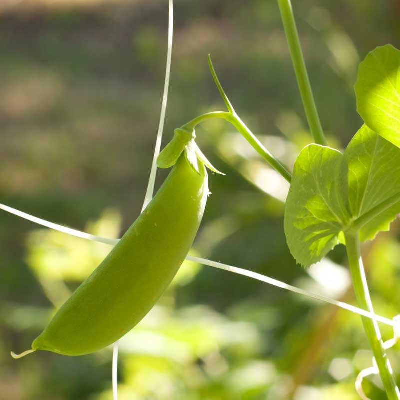 Organic Cascadia Sugar Snap Pea