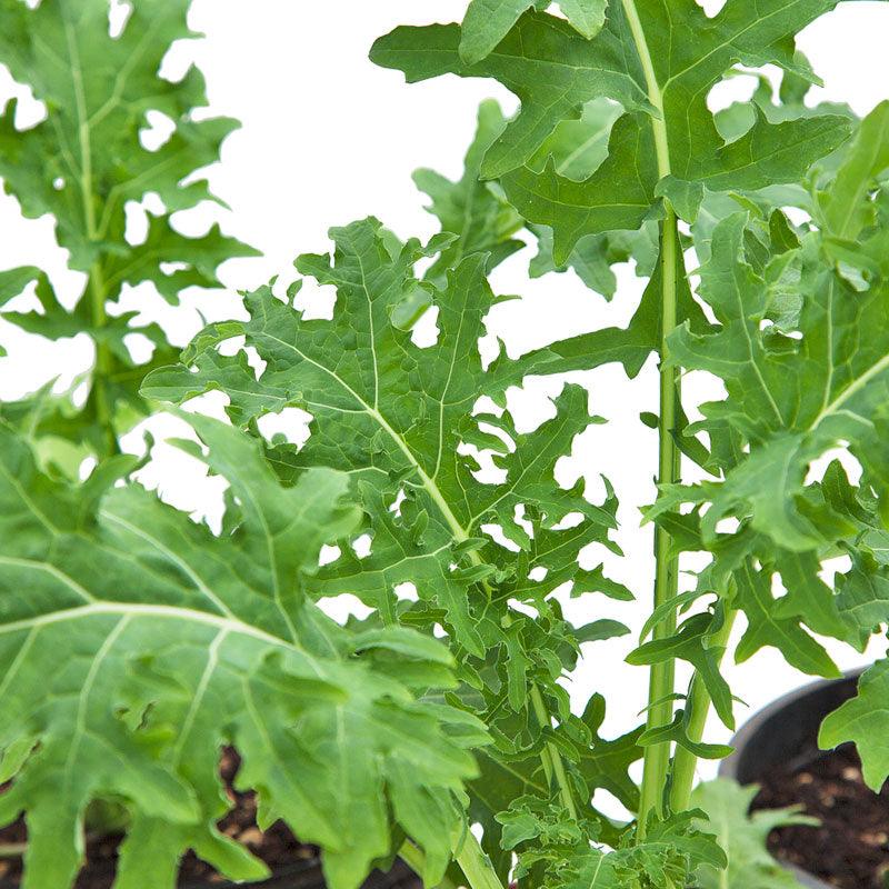 Organic Kale, White Russian (1 oz)