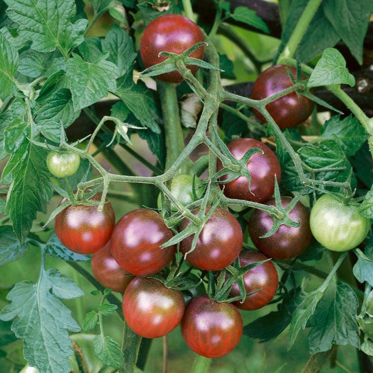 Black Cherry Tomato Seeds (Organic)