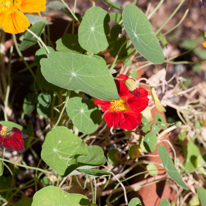Dwarf Jewel Nasturtium (Organic)