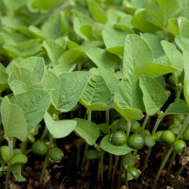 Soybeans - Raw Seed (lb)