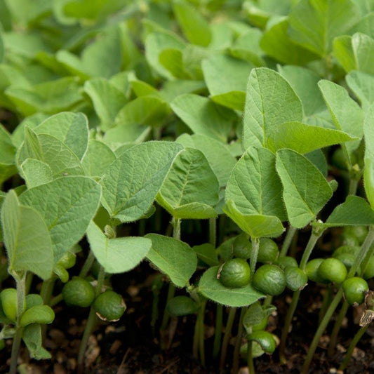 Soybeans - Raw Seed (lb)