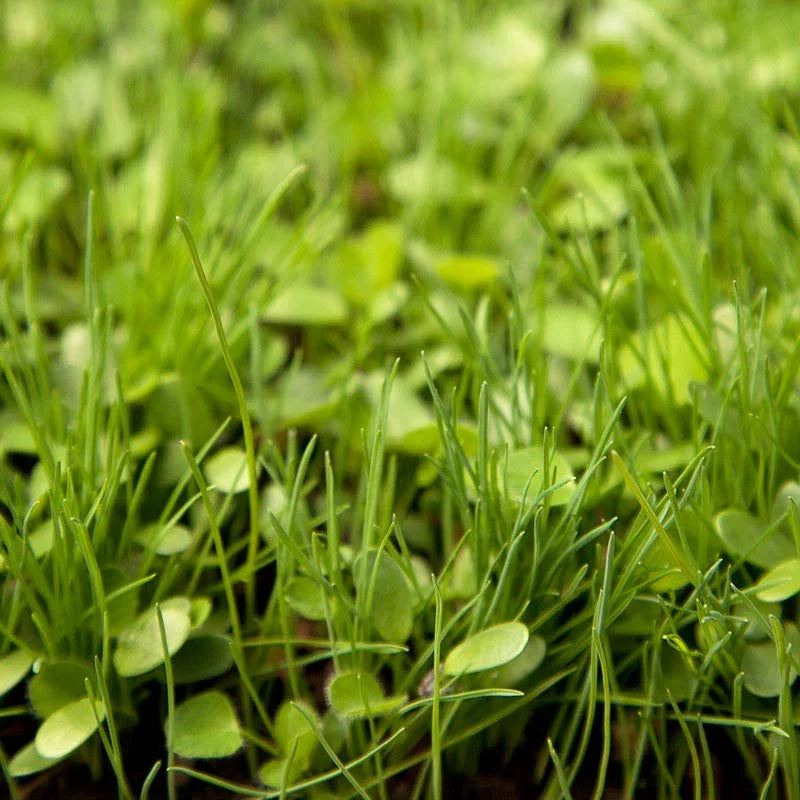 Peaceful Valley High Rainfall Dryland Pasture Mix - Nitrocoated Seed (lb)