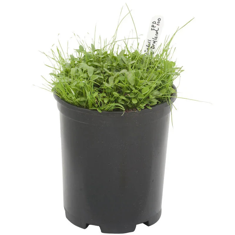 Peaceful Valley High Rainfall Dryland Pasture Mix - Nitrocoated Seed (lb)