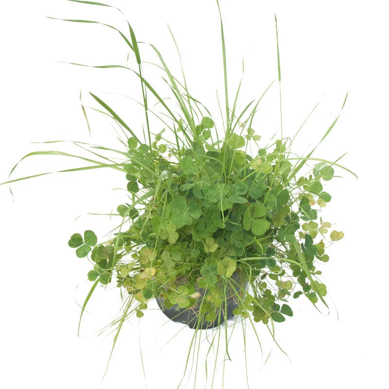 Peaceful Valley High Rainfall Dryland Pasture Mix - Nitrocoated Seed (lb)