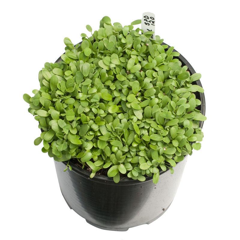 Peaceful Valley Low Rainfall Dryland Pasture Mix - Nitrocoated Seed (lb)
