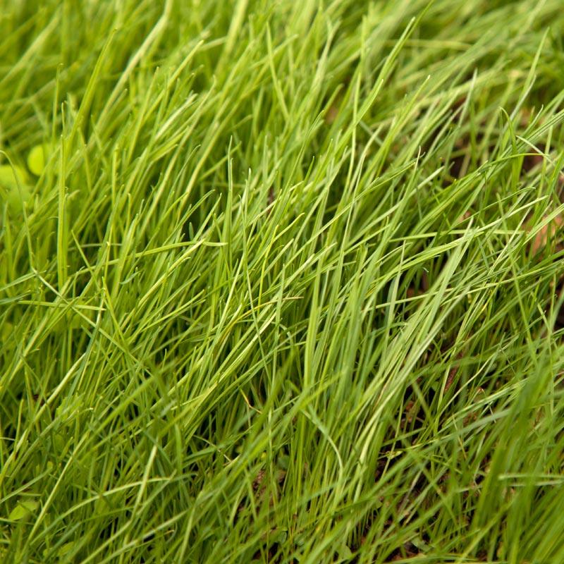 Peaceful Valley Grass Valley Range Mix for Dryland - Nitrocoated Seed (lb)