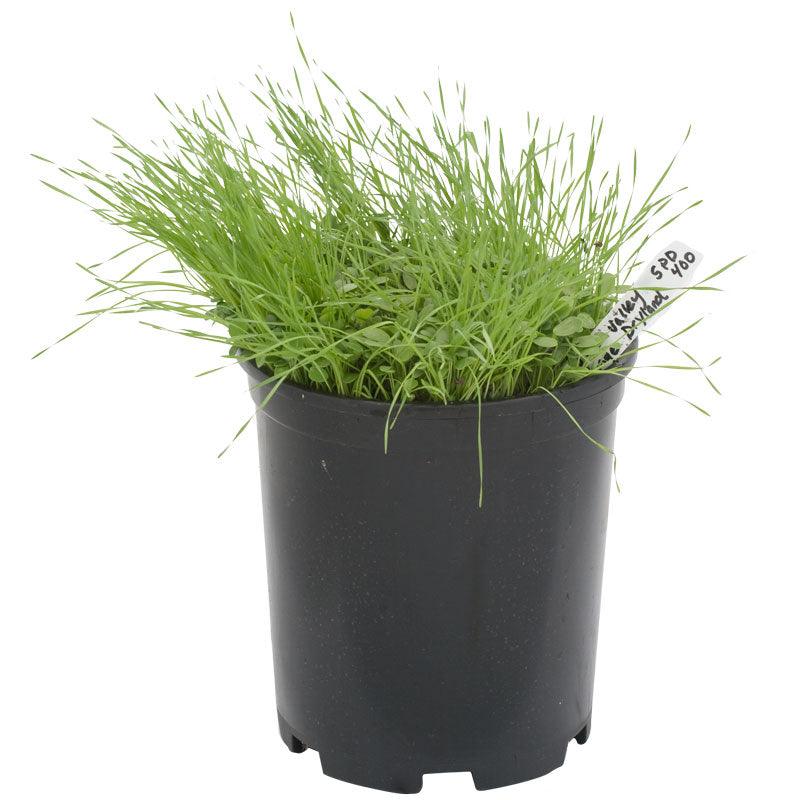 Peaceful Valley Grass Valley Range Mix for Dryland - Nitrocoated Seed (lb)