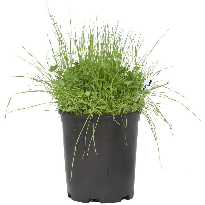 Peaceful Valley Sierra Foothill Dryland Mix - Nitrocoated Seed (lb)