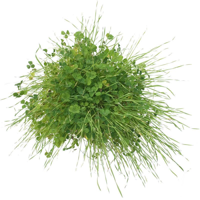 Peaceful Valley Sierra Foothill Dryland Mix - Nitrocoated Seed (lb)