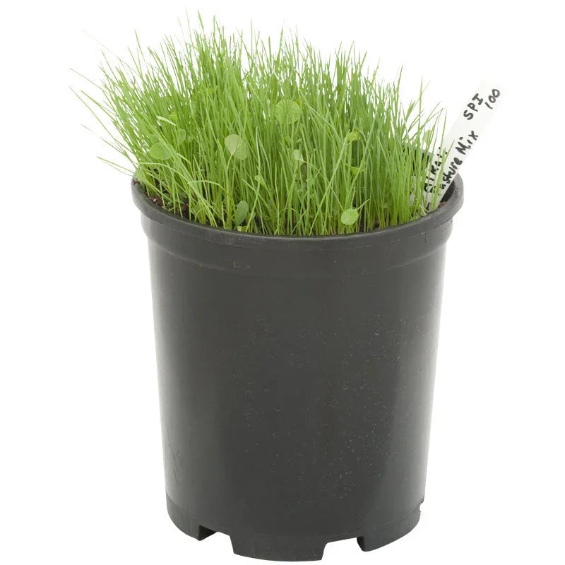 Peaceful Valley Alkali Irrigated Pasture Mix - Nitrocoated Seed (lb)