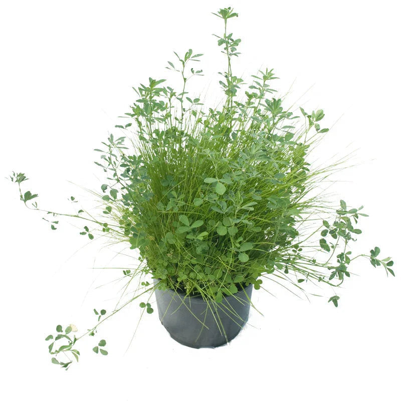 Peaceful Valley Alkali Irrigated Pasture Mix - Nitrocoated Seed (lb)