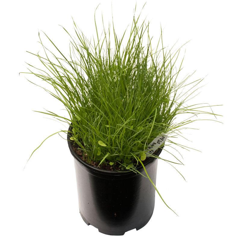 Peaceful Valley Irrigated Dairy Pasture Mix - Nitrocoated Seed (lb)