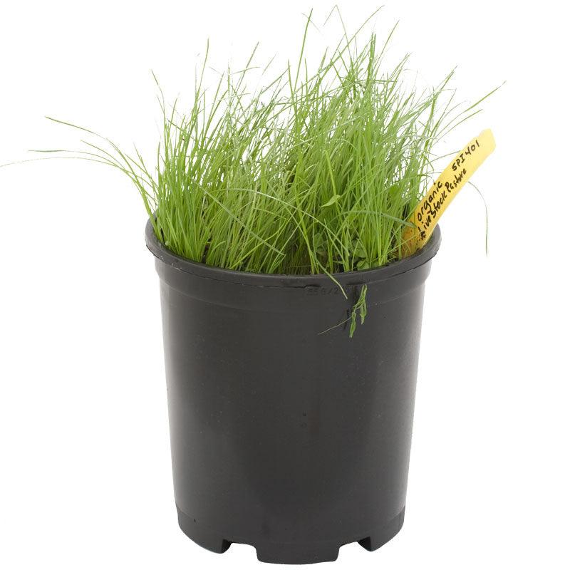 Peaceful Valley General Livestock Irrigated Pasture Mix - Nitrocoated Seed (lb)