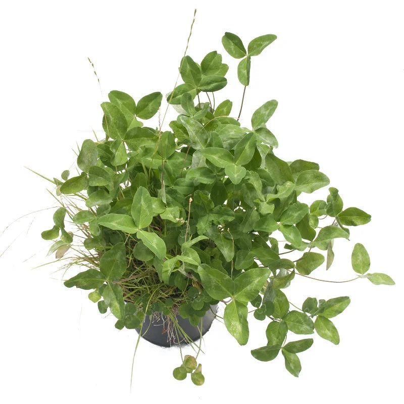 Peaceful Valley Irrigated Intermountain Pasture Mix - Nitrocoated Seed (lb)