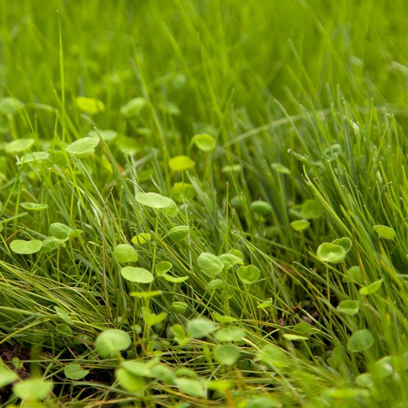Peaceful Valley Irrigated Intermountain Pasture Mix - Nitrocoated Seed (lb)
