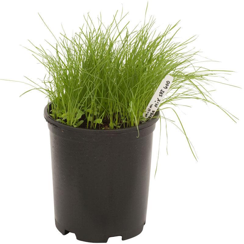 Peaceful Valley Premium Horse Irrigated Pasture Mix - Nitrocoated Seed (lb)