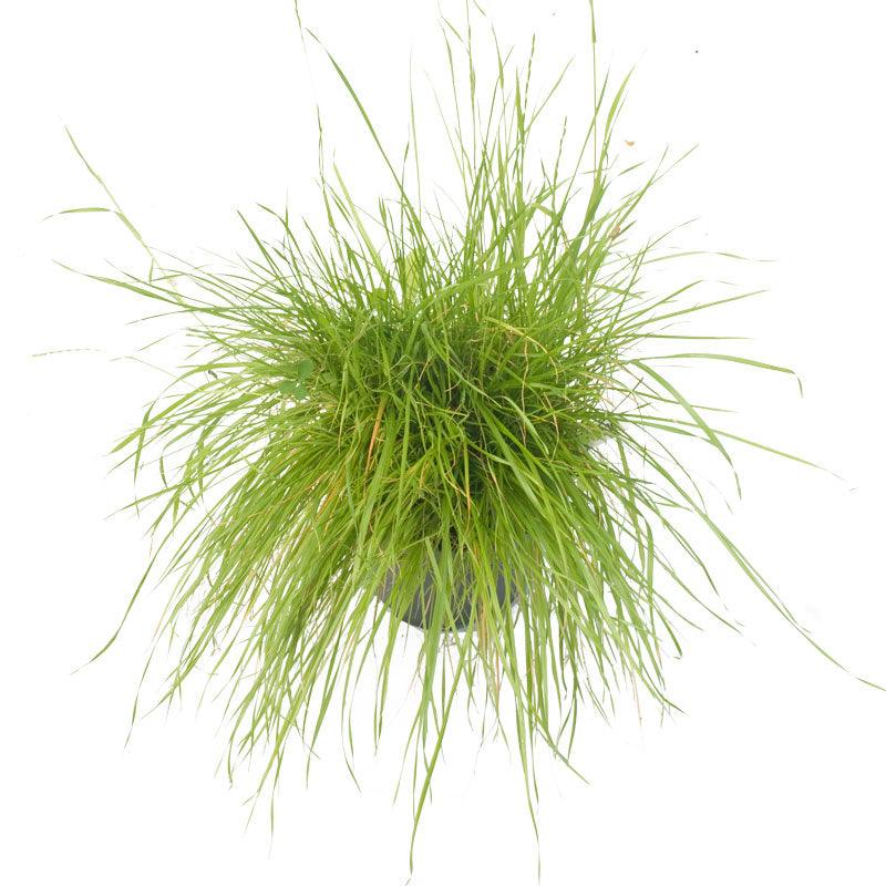 Peaceful Valley Herbal Irrigated Pasture Mix - Nitrocoated Seed (lb)