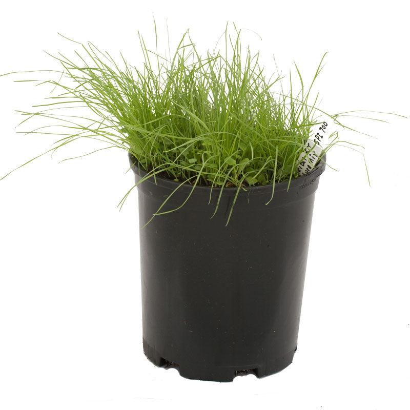 Peaceful Valley Herbal Irrigated Pasture Mix - Nitrocoated Seed (lb)