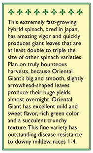 Oriental Giant Japanese Spinach Seeds