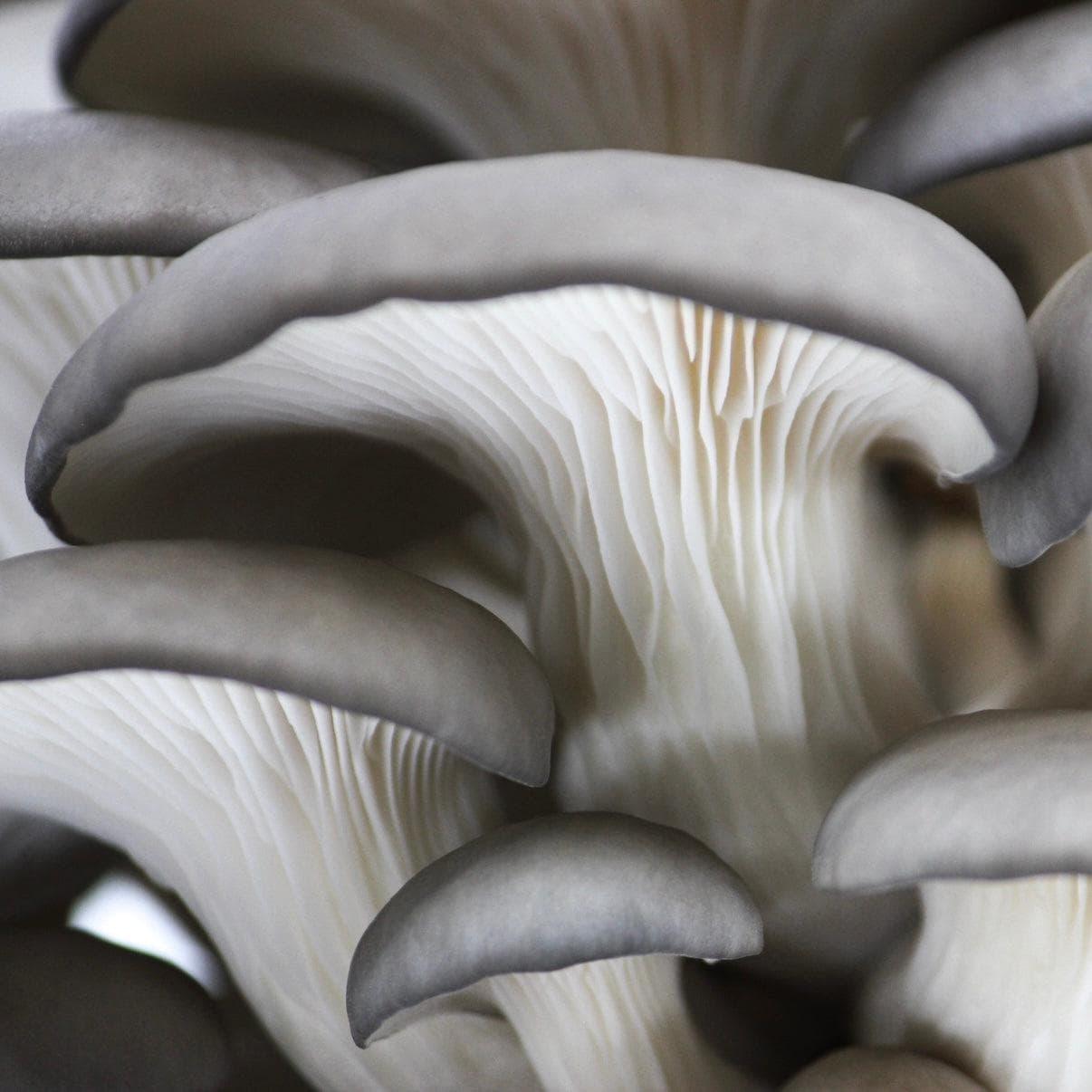 Organic Blue Oyster 'Spray & Grow' Mushroom Growing Kit