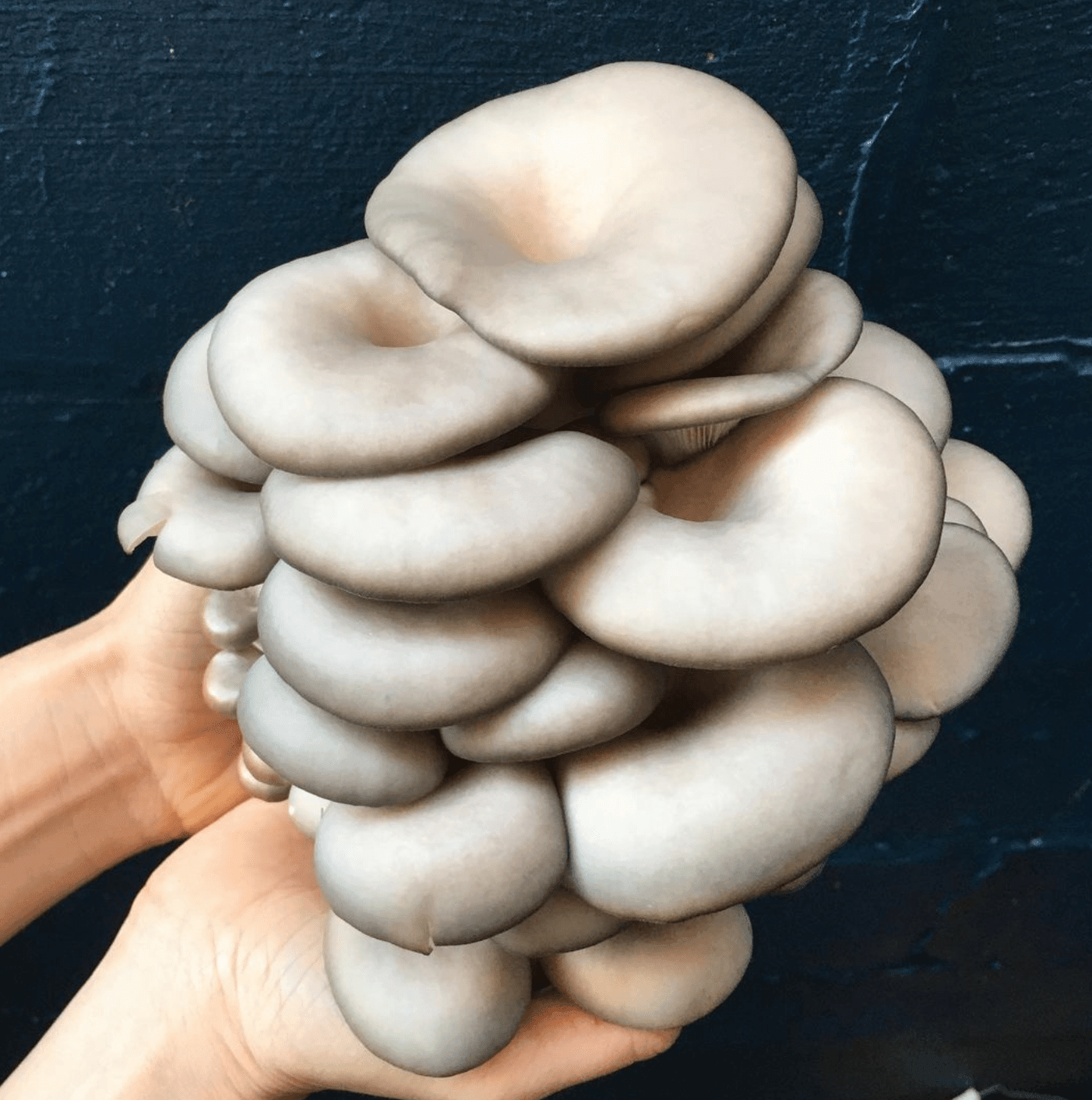 Organic Blue Oyster 'Spray & Grow' Mushroom Growing Kit