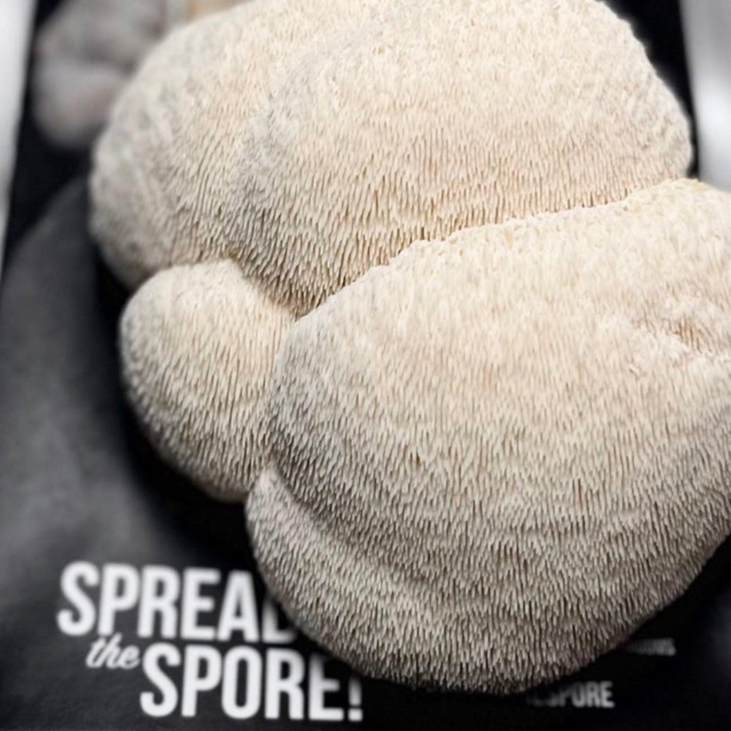 Organic Lion's Mane 'Spray & Grow' Mushroom Growing Kit