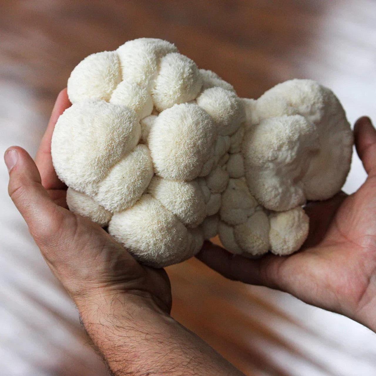 Organic Lion's Mane 'Spray & Grow' Mushroom Growing Kit