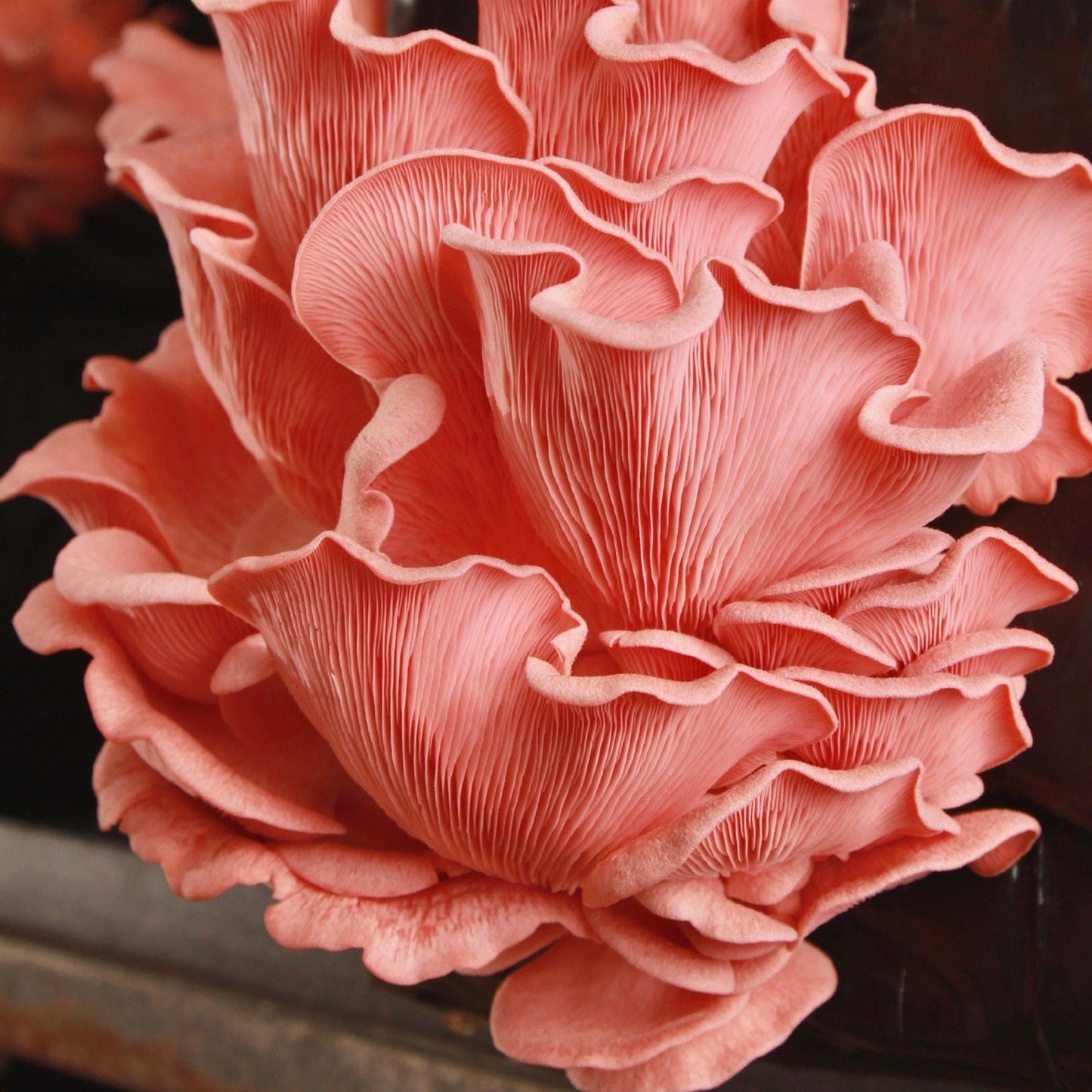 Organic Pink Oyster 'Spray & Grow' Mushroom Growing Kit