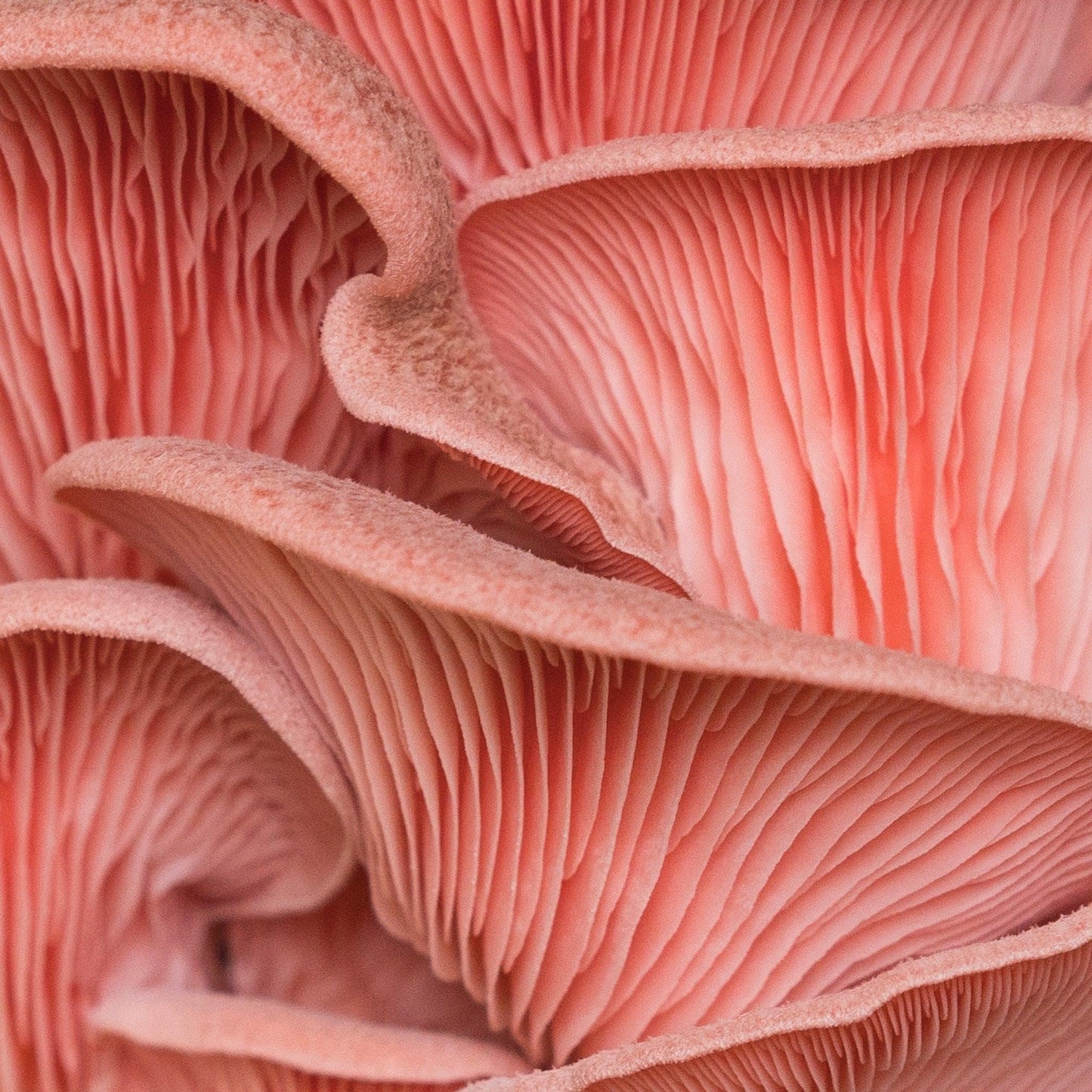 Organic Pink Oyster 'Spray & Grow' Mushroom Growing Kit
