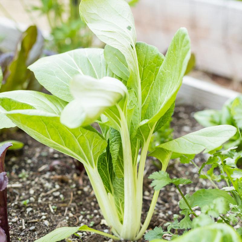 White-Stemmed Pak Choi (Organic)