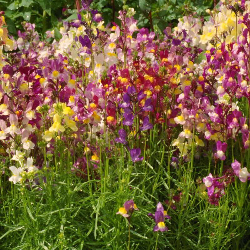 Spurred Snapdragon Seed Pack