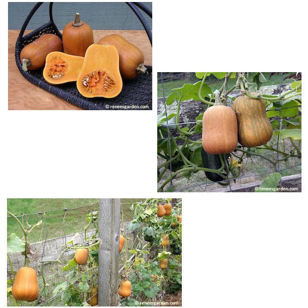 Honey Nut Baby Butternut Winter Squash Seeds