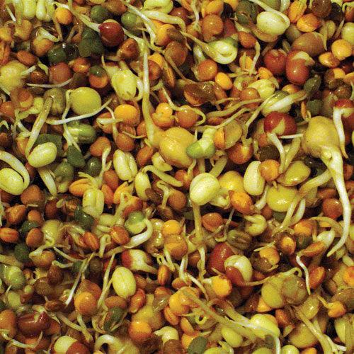 Organic Adzuki Bean Sprouting Seeds