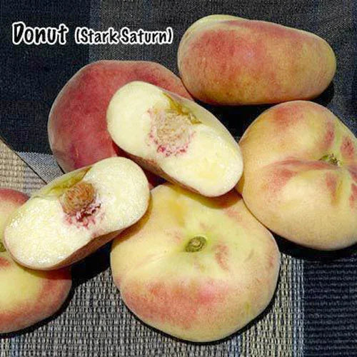 Stark Saturn Peach Tree